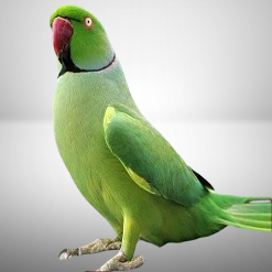 Ring Neck Verde